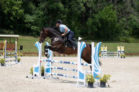 HorseID: 2302294 Major - PhotoID: 1084437