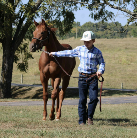 HorseID: 2302295 Jobe - PhotoID: 1084431