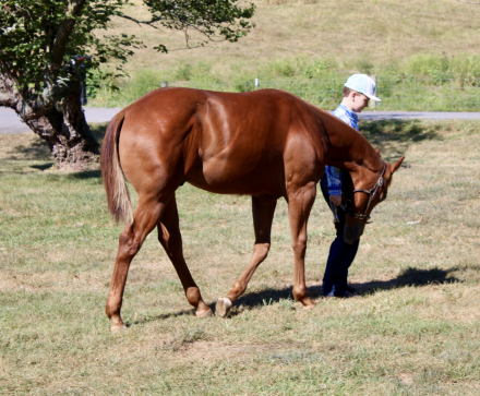 HorseID: 2302295 Jobe - PhotoID: 1084432