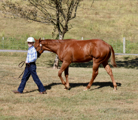 HorseID: 2302295 Jobe - PhotoID: 1084433