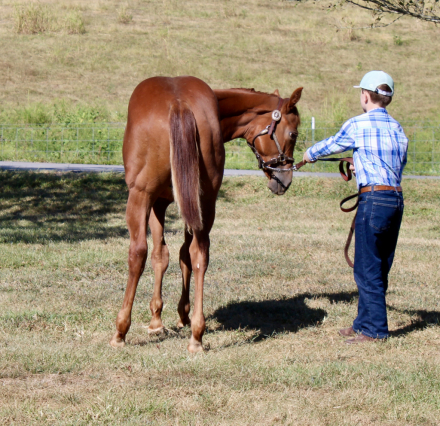 HorseID: 2302295 Jobe - PhotoID: 1084434