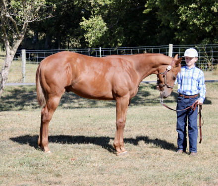 HorseID: 2302295 Jobe - PhotoID: 1084435