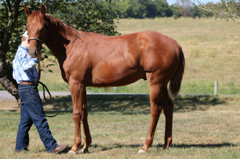 HorseID: 2302295 Jobe - PhotoID: 1084436