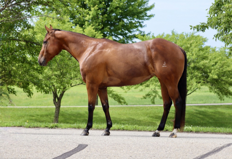 HorseID: 2302299 MISS N SPECIAL - PhotoID: 1084442