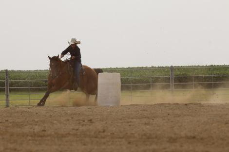 HorseID: 2302299 MISS N SPECIAL - PhotoID: 1084443