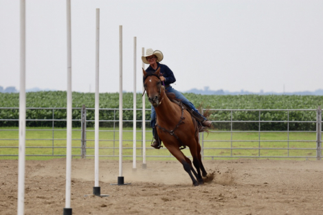 HorseID: 2302299 MISS N SPECIAL - PhotoID: 1084444