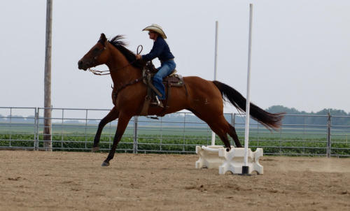 HorseID: 2302299 MISS N SPECIAL - PhotoID: 1084445