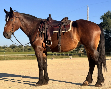 HorseID: 2302300 Karma - PhotoID: 1084446