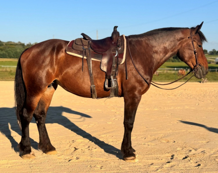 HorseID: 2302300 Karma - PhotoID: 1084447