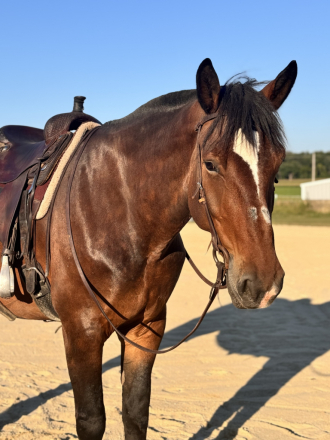 HorseID: 2302300 Karma - PhotoID: 1084448