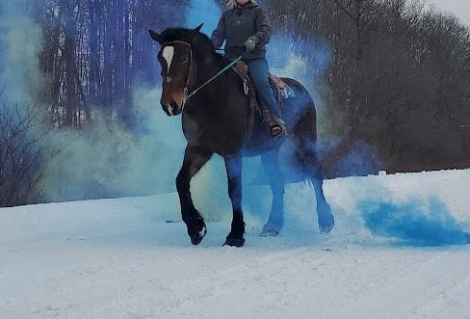 HorseID: 2302300 Karma - PhotoID: 1084449