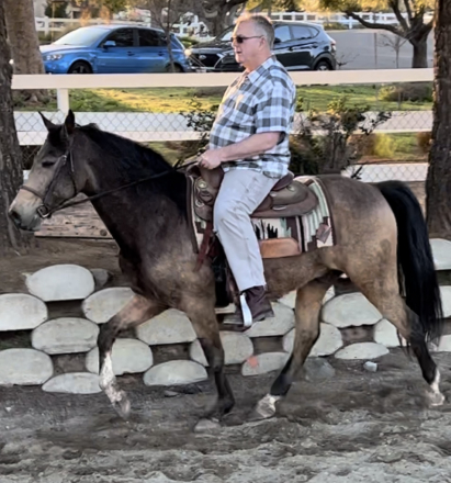 HorseID: 2302301 Smokey Joe - PhotoID: 1084587