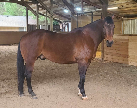 HorseID: 2302303 Chexilena - PhotoID: 1084458