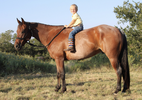 HorseID: 2302311 SPOONIN FOR MONEY - PhotoID: 1084473