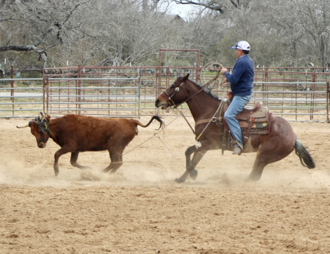 HorseID: 2302311 SPOONIN FOR MONEY - PhotoID: 1084476