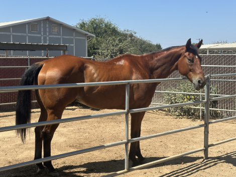 HorseID: 2302312 Maverick - PhotoID: 1084479