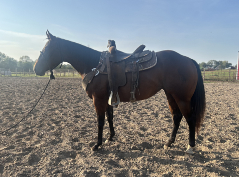 HorseID: 2302313 Lemmons French Peppy - PhotoID: 1085103