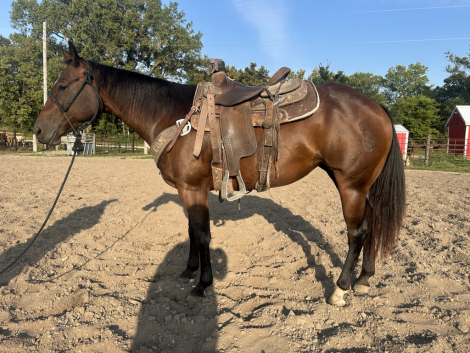 HorseID: 2302313 Lemmons French Peppy - PhotoID: 1085104