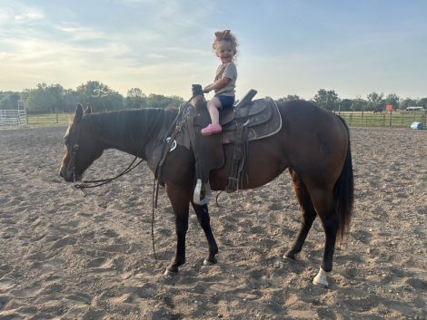 HorseID: 2302313 Lemmons French Peppy - PhotoID: 1085105