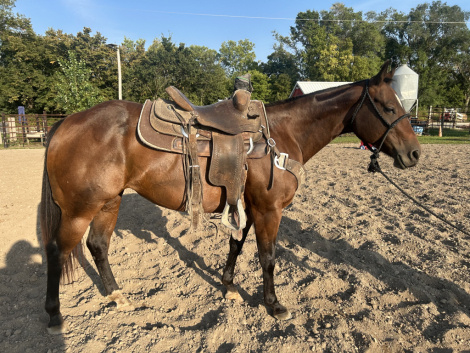 HorseID: 2302313 Lemmons French Peppy - PhotoID: 1085106