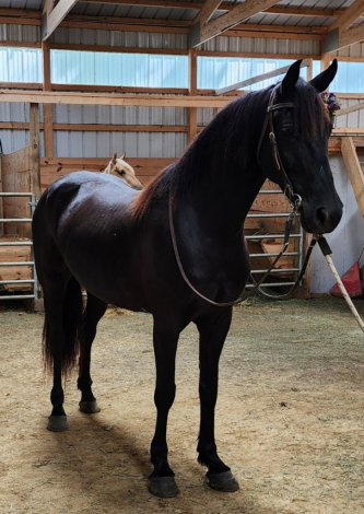 HorseID: 2302317 Roxie - PhotoID: 1084488