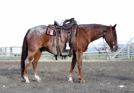 HorseID: 2302318 Eli Boon - PhotoID: 1084491