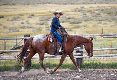 HorseID: 2302318 Eli Boon - PhotoID: 1084492