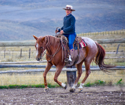 HorseID: 2302318 Eli Boon - PhotoID: 1084493