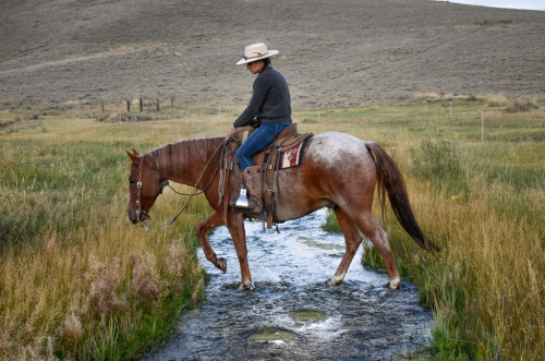 HorseID: 2302318 Eli Boon - PhotoID: 1084494