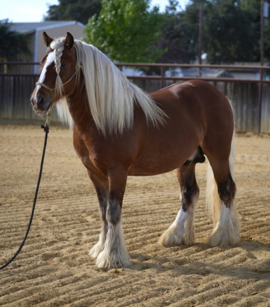 HorseID: 2302320 Silver Snowman - PhotoID: 1084499