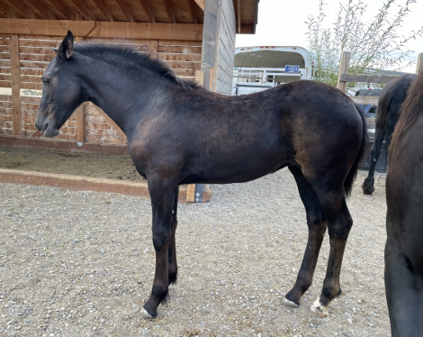 HorseID: 2302322 Clarisse - PhotoID: 1084506