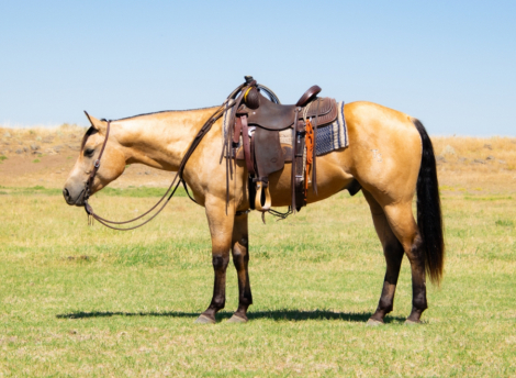 HorseID: 2302325 CS SANCHITA SIZZLE - PhotoID: 1084507