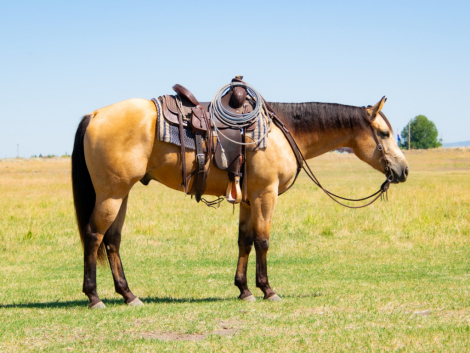 HorseID: 2302325 CS SANCHITA SIZZLE - PhotoID: 1084508