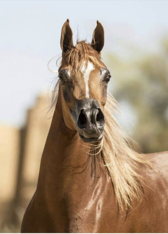 HorseID: 2302330 Tres Belle WCF - PhotoID: 1084509