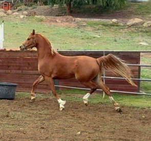 HorseID: 2302333 svs Justiana. - PhotoID: 1084511