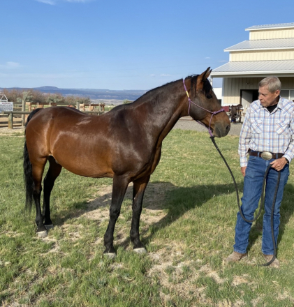 HorseID: 2302334 Adiel's Sunny Boy - PhotoID: 1084512