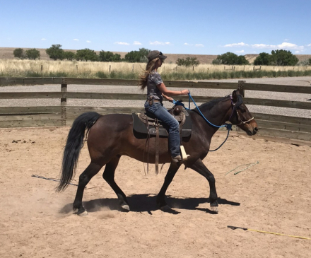 HorseID: 2302334 Adiel's Sunny Boy - PhotoID: 1084513