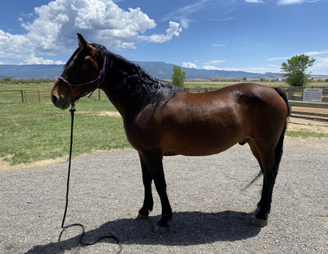 HorseID: 2302334 Adiel's Sunny Boy - PhotoID: 1084514