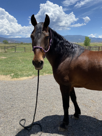 HorseID: 2302334 Adiel's Sunny Boy - PhotoID: 1084515