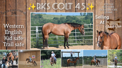 HorseID: 2302335 🤎BKS Colt 45🤎 - PhotoID: 1084731