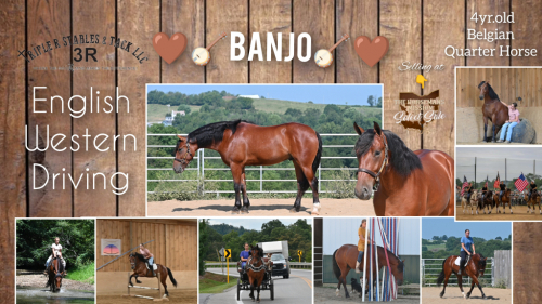 HorseID: 2302337 💫Banjo💫 - PhotoID: 1084732