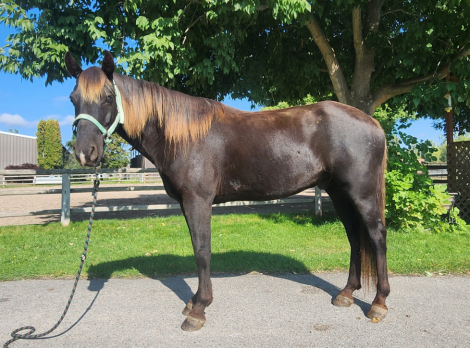 HorseID: 2302339 McGuire's Louie - PhotoID: 1084517