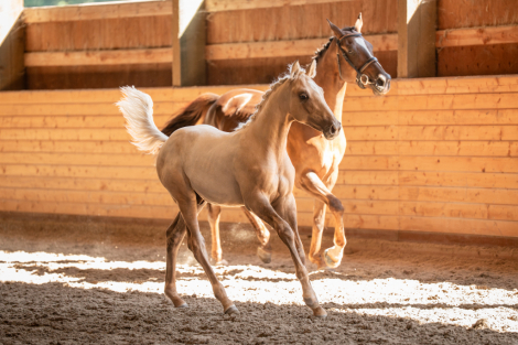 HorseID: 2302340 Galliano SRS - PhotoID: 1084519