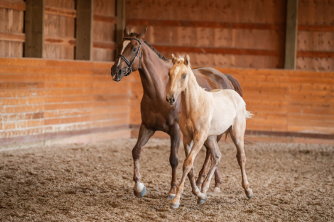 HorseID: 2302340 Galliano SRS - PhotoID: 1084520