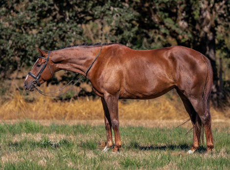 HorseID: 2302340 Galliano SRS - PhotoID: 1084521