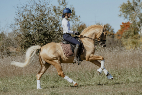 HorseID: 2302340 Galliano SRS - PhotoID: 1084522