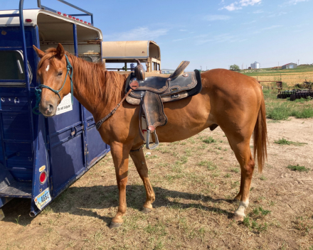 HorseID: 2302341 Shiny Copper Penny - PhotoID: 1084523