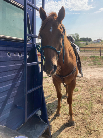 HorseID: 2302341 Shiny Copper Penny - PhotoID: 1084524