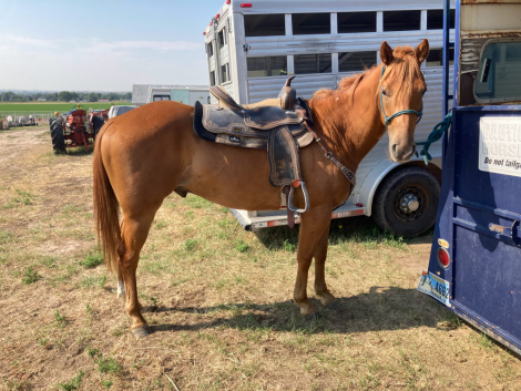 HorseID: 2302341 Shiny Copper Penny - PhotoID: 1084525