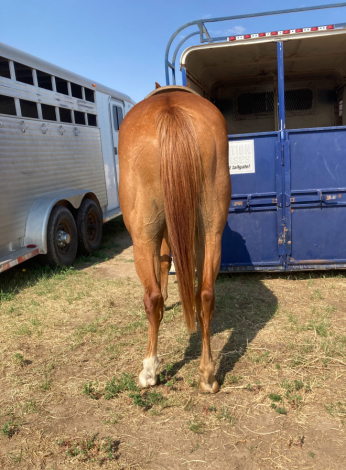 HorseID: 2302341 Shiny Copper Penny - PhotoID: 1084526